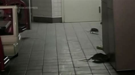 Teacher’s pest: NYC hires former educator to slaughter rats